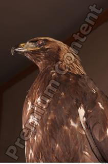 Hawk 0043